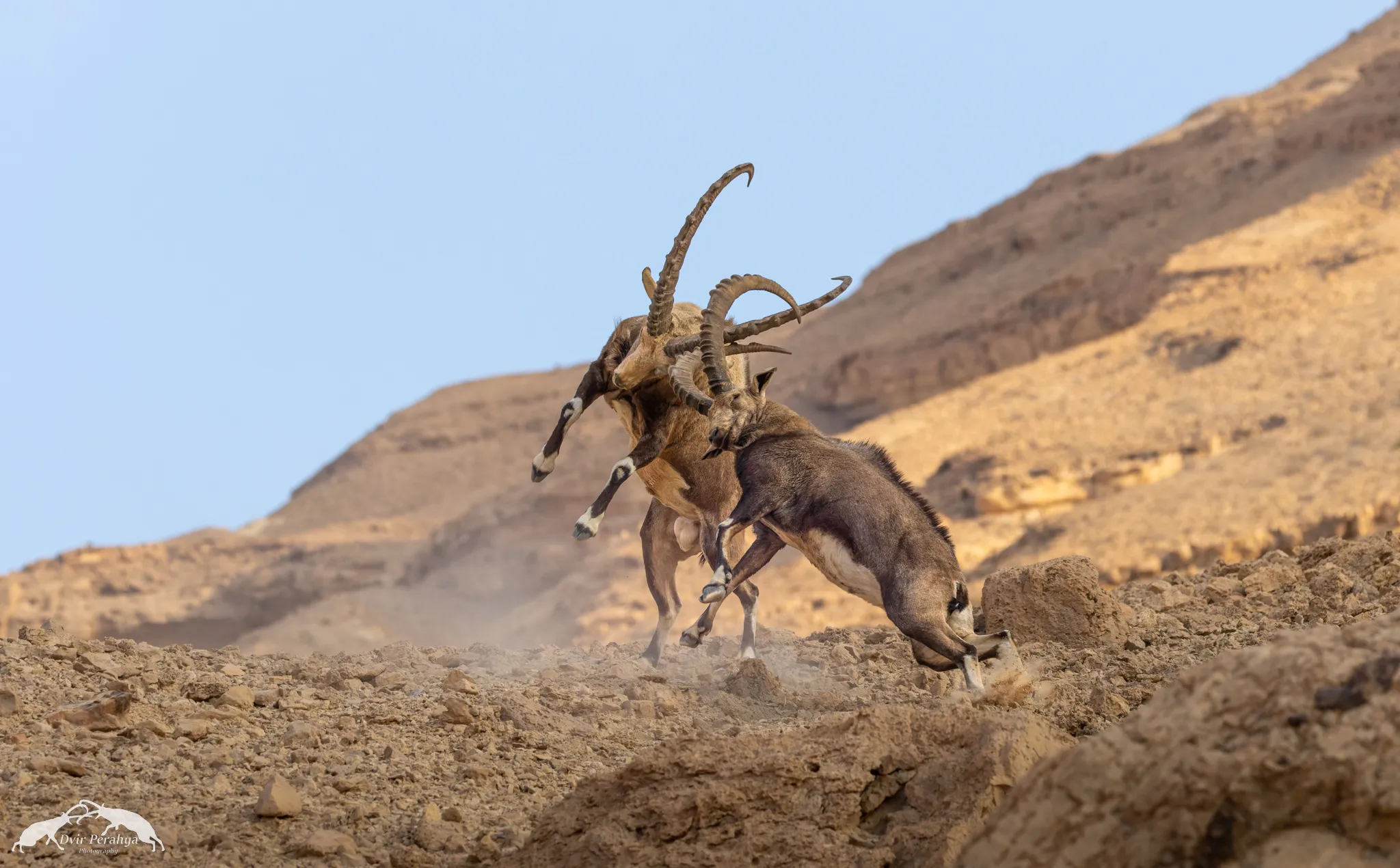 A Nubian Ibex standing on a cliff